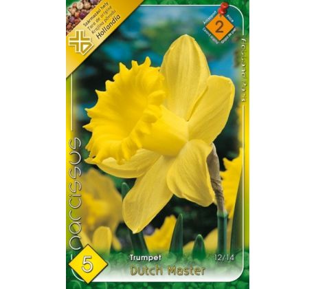 Narcissus Trumpet - Dutch Master