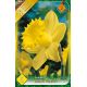 Narcissus Trumpet - Dutch Master