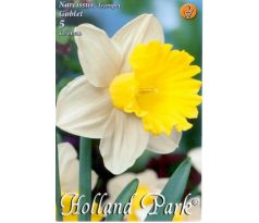 Narcissi Trumpet - Goblet