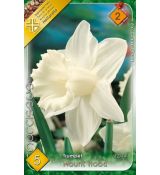 Narcissi Trumpet - Mount Hood