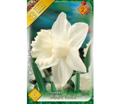 Narcissi Trumpet - Mount Hood