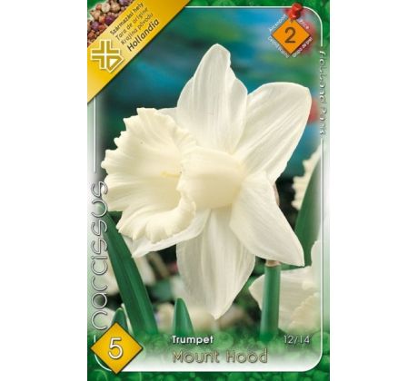 Narcissi Trumpet - Mount Hood