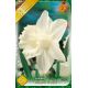 Narcissi Trumpet - Mount Hood
