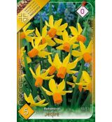 Narcissi Botanical - Cyclamineus Jetfire