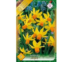 Narcissi Botanical - Cyclamineus Jetfire