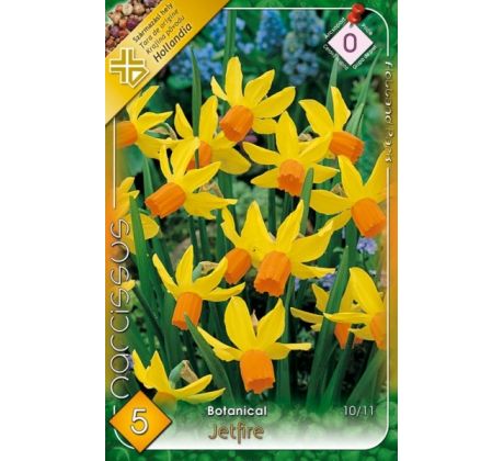 Narcissi Botanical - Cyclamineus Jetfire