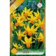 Narcissi Botanical - Cyclamineus Jetfire