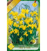 Narcissi Botanical - Tete a Tete