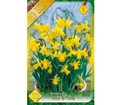 Narcissi Botanical - Tete a Tete