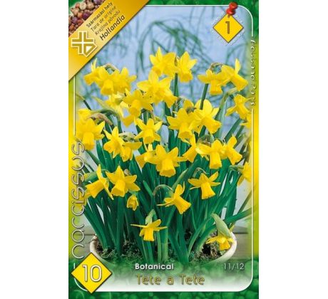 Narcissi Botanical - Tete a Tete