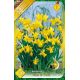 Narcissi Botanical - Tete a Tete