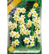 Narcissi Botanical - Tazetta Minnow