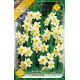 Narcissi Botanical - Tazetta Minnow