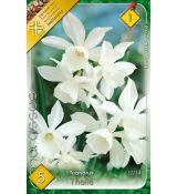 Narcissi Botanical - Triandrus Thalia