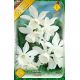 Narcissi Botanical - Triandrus Thalia