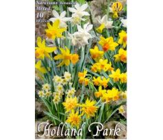 Narcissus - (botanical) Dwarf mixed