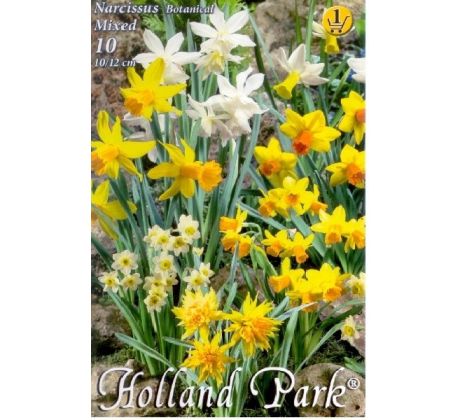 Narcissus - (botanical) Dwarf mixed