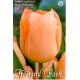Tulipa Single Early - Apricot Beauty