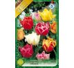 Tulipa Double Early - Double early mixed