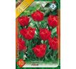 Tulipa Double Early - Abba