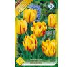 Tulipa Double Early - Monsella