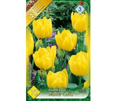 Tulipa Double Early - Monte Carlo