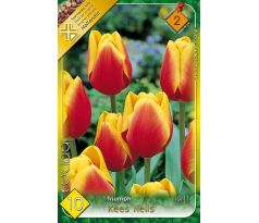 Tulipa Triumph - Kees Nelis