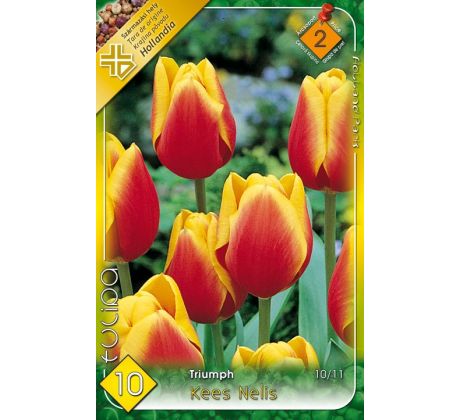 Tulipa Triumph - Kees Nelis