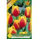 Tulipa Triumph - Kees Nelis