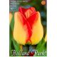 Tulipa Darwin Hybrid - American Dream