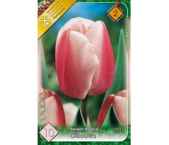 Tulipa Darwin Hybrid - Ollioules
