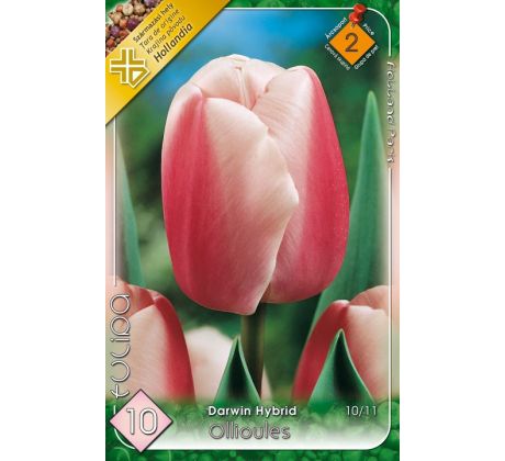 Tulipa Darwin Hybrid - Ollioules