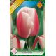 Tulipa Darwin Hybrid - Ollioules