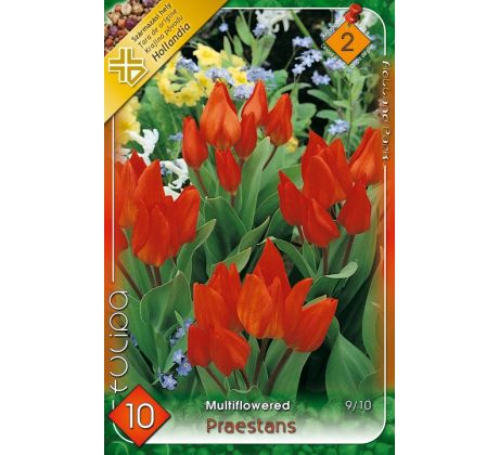 Tulipa Multiflowered - Praestans
