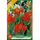Tulipa Multiflowered - Praestans