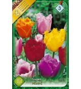 Tulipa Fringed/Crispa - mixed