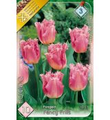 Tulipa Fringed - Fancy Frills