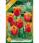 Tulipa Fringed - Lambada
