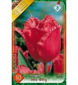 Tulipa Fringed - Red Wing