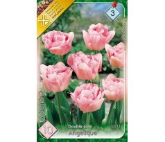 Tulipa Double late - Angelique