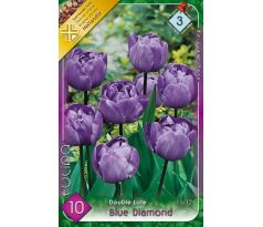 Tulipa Double late - Blue Diamond