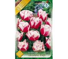 Tulipa Double late - Gerbrand Kieft