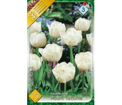 Tulipa Double late -Mount Tacoma