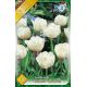 Tulipa Double late -Mount Tacoma