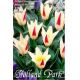 Tulipa Kaufmanniana - Johann Strauss
