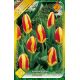 Tulipa Kaufmanniana - Stresa