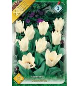 Tulipa Fosteriana - Concerto