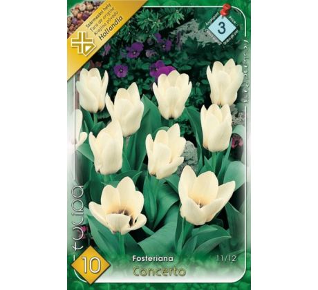 Tulipa Fosteriana - Concerto