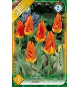 Tulipa Fosteriana - Juan