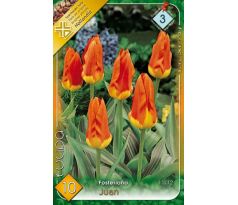 Tulipa Fosteriana - Juan